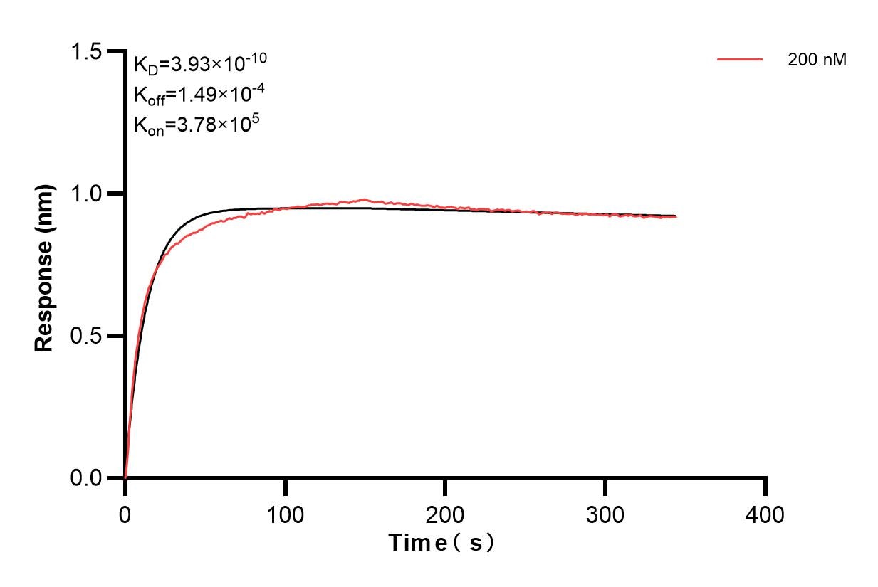 Biolayer interferometry (BLl) kinetic assays of 83029-4-PBS against Human BMPR1B were performed. The affinity constant is 0.393 nM. Affinity and Kinetic Characterization of 83029-4-PBS