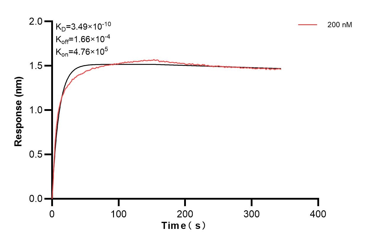 Biolayer interferometry (BLl) kinetic assays of 83029-8-PBS against Human BMPR1B were performed. The affinity constant is 0.349 nM. Affinity and Kinetic Characterization of 83029-8-PBS