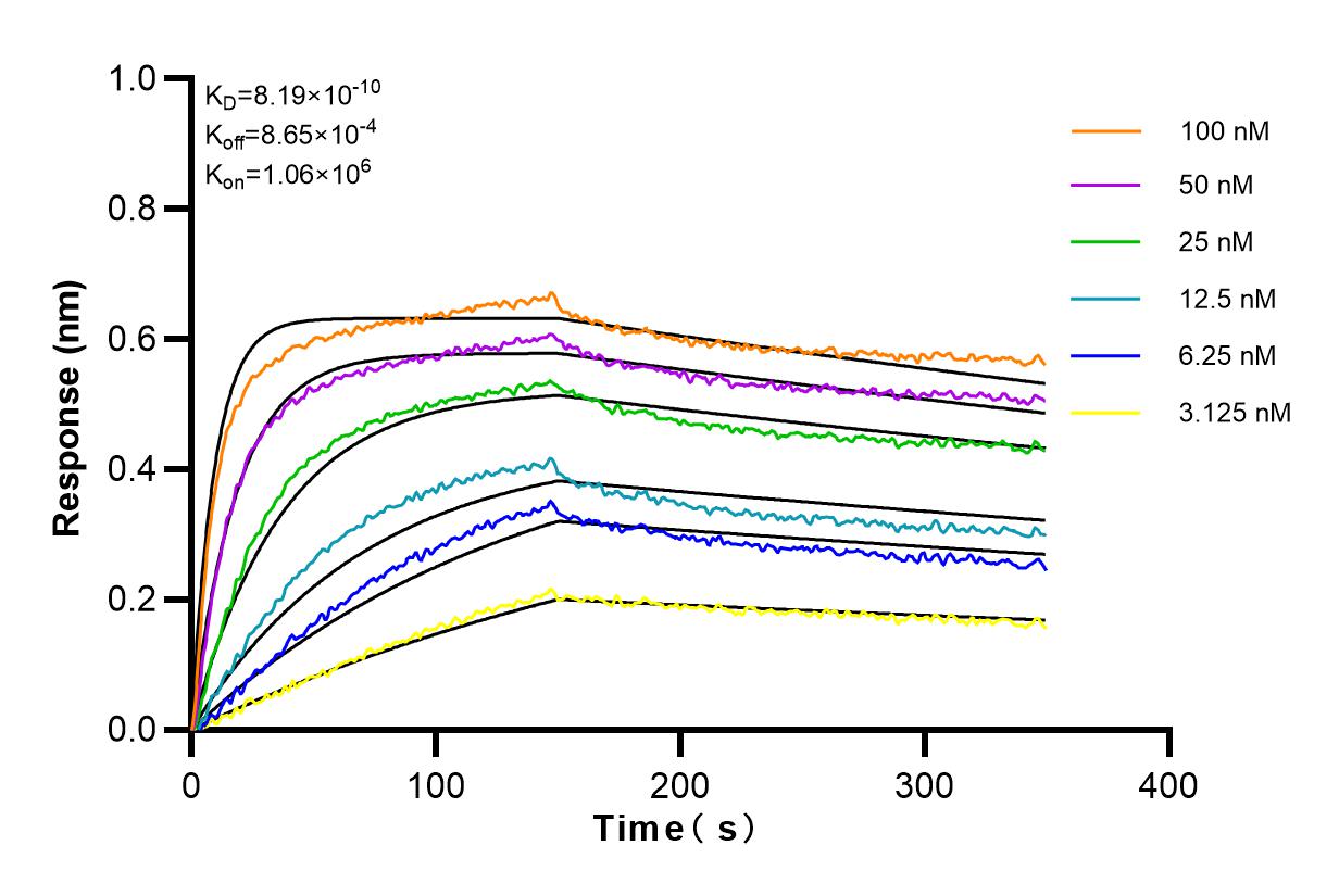 Affinity and Kinetic Characterization of 83031-3-RR