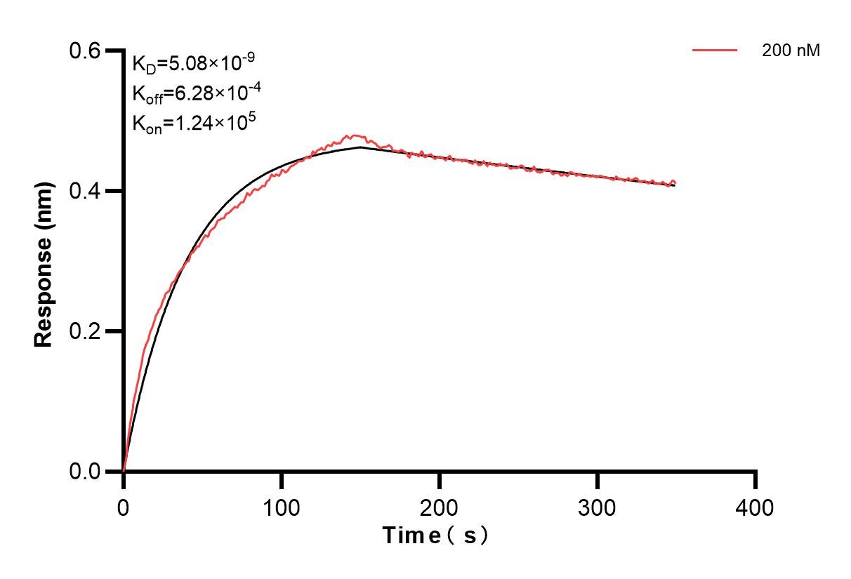 Biolayer interferometry (BLl) kinetic assay of 83031-5-PBS against Human Collagen Type XV was performed. The affinity constant is 5.08 nM. Affinity and Kinetic Characterization of 83031-5-PBS