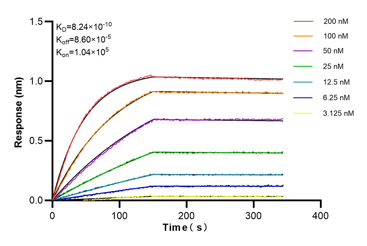 Affinity and Kinetic Characterization of 83036-3-RR