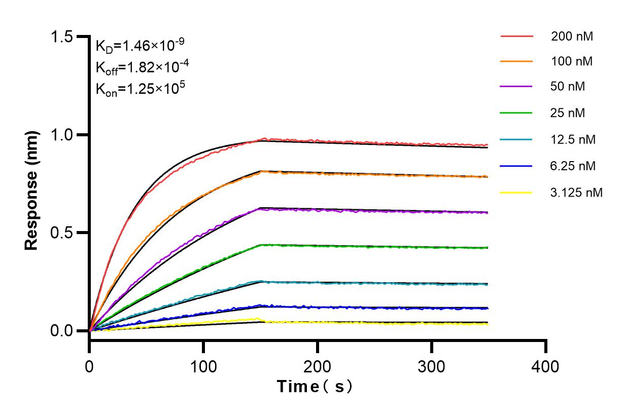 Biolayer interferometry (BLl) kinetic assays of 83070-1-RR against Mouse Adiponectin were performed. The affinity constant is 1.46 nM.
Affinity and Kinetic Characterization of 83070-1-RR