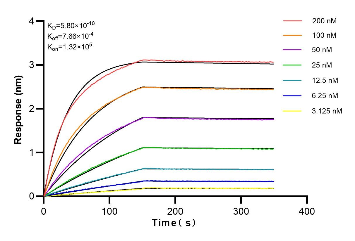 Affinity and Kinetic Characterization of 83074-3-RR