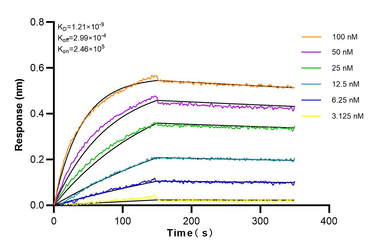 Affinity and Kinetic Characterization of 83081-3-RR