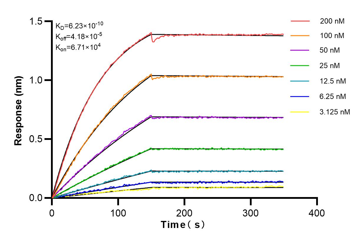 Affinity and Kinetic Characterization of 83103-1-RR