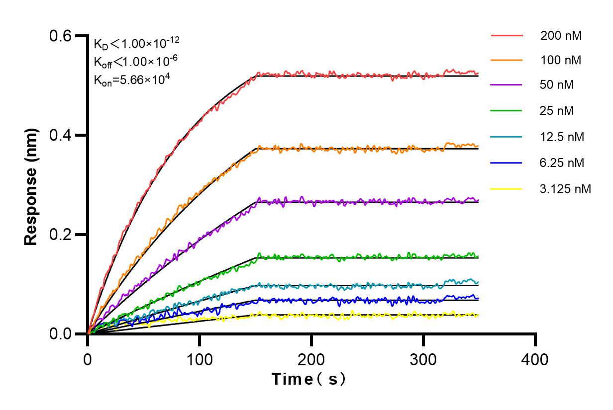 Affinity and Kinetic Characterization of 83137-3-RR