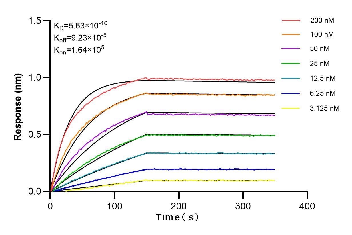 Affinity and Kinetic Characterization of 83141-5-RR