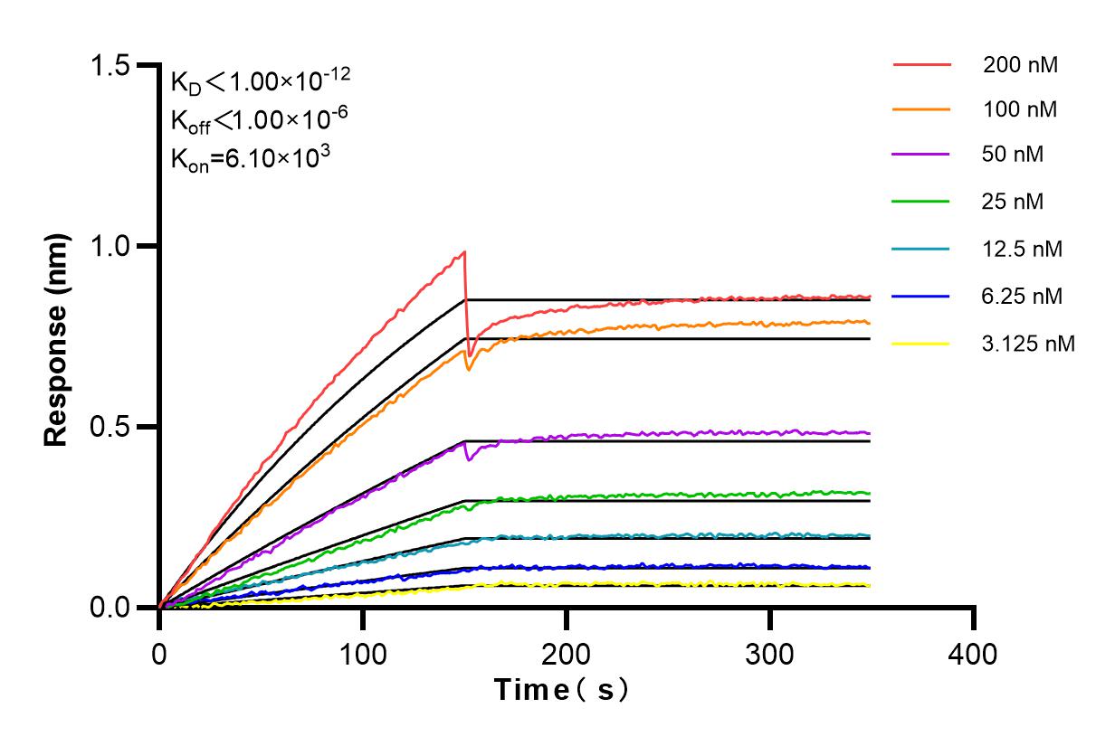 Affinity and Kinetic Characterization of 83156-3-RR