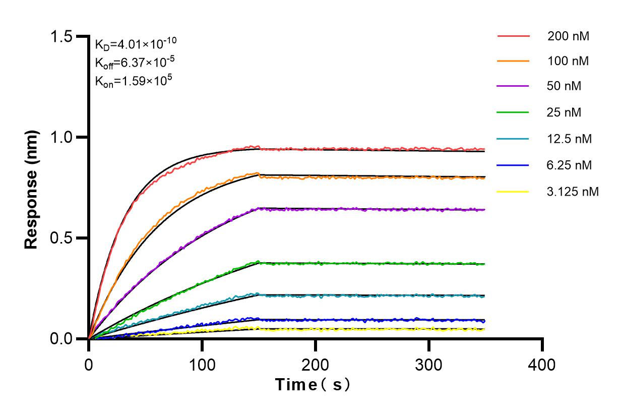 Affinity and Kinetic Characterization of 83166-5-RR