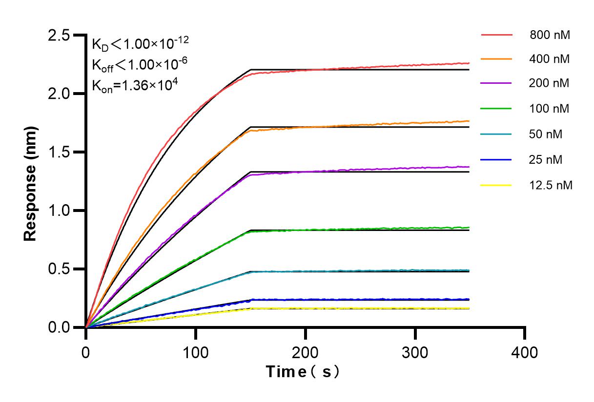 Affinity and Kinetic Characterization of 83170-2-PBS