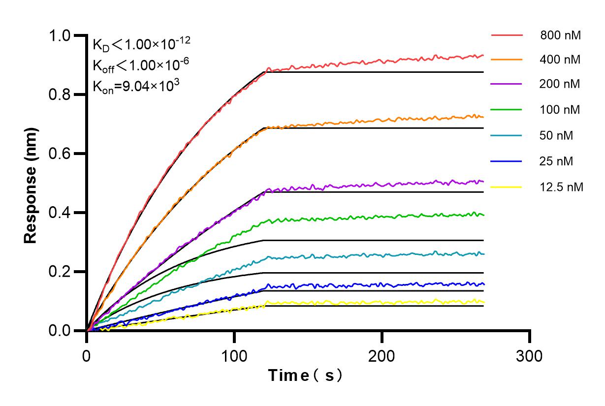 Affinity and Kinetic Characterization of 83170-3-PBS