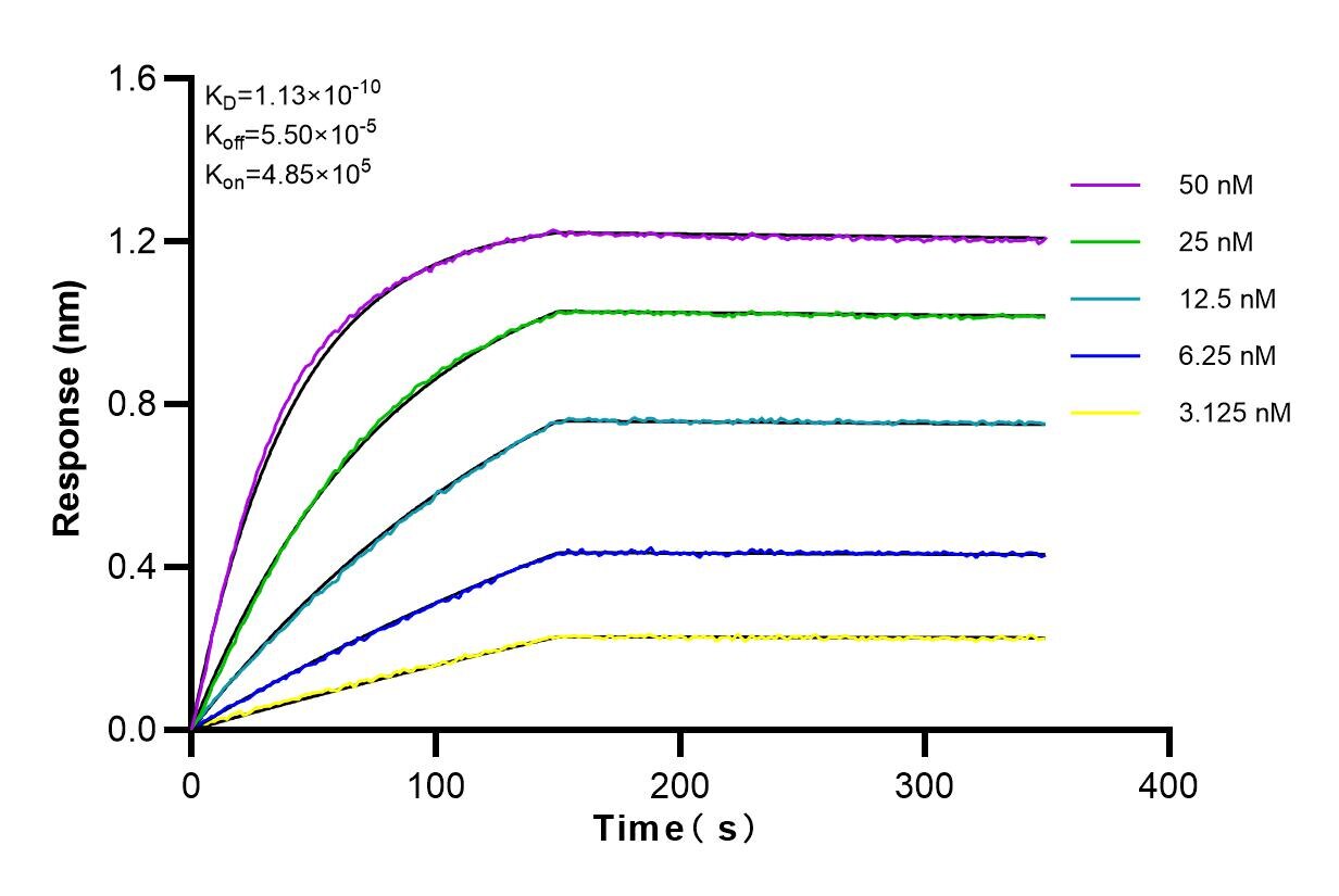 Affinity and Kinetic Characterization of 83203-5-RR