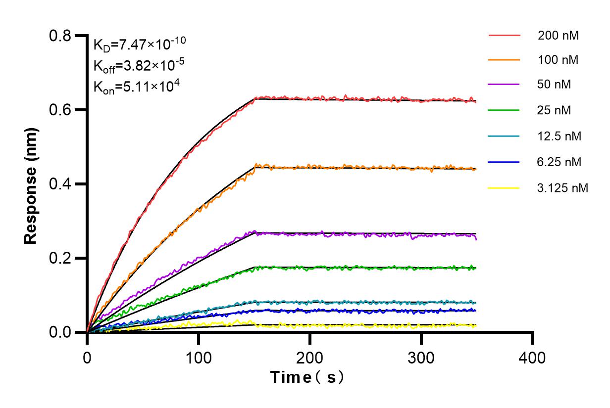 Affinity and Kinetic Characterization of 83213-1-RR