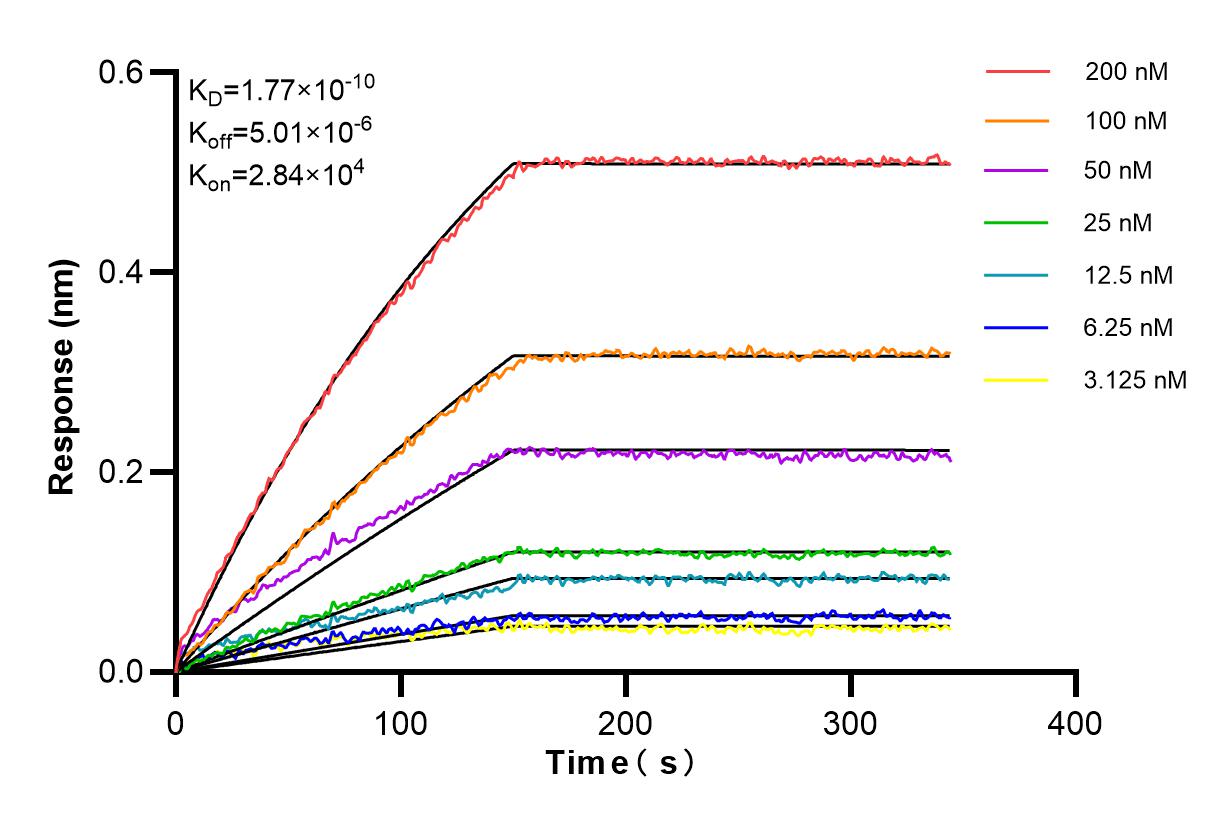 Affinity and Kinetic Characterization of 83216-3-RR