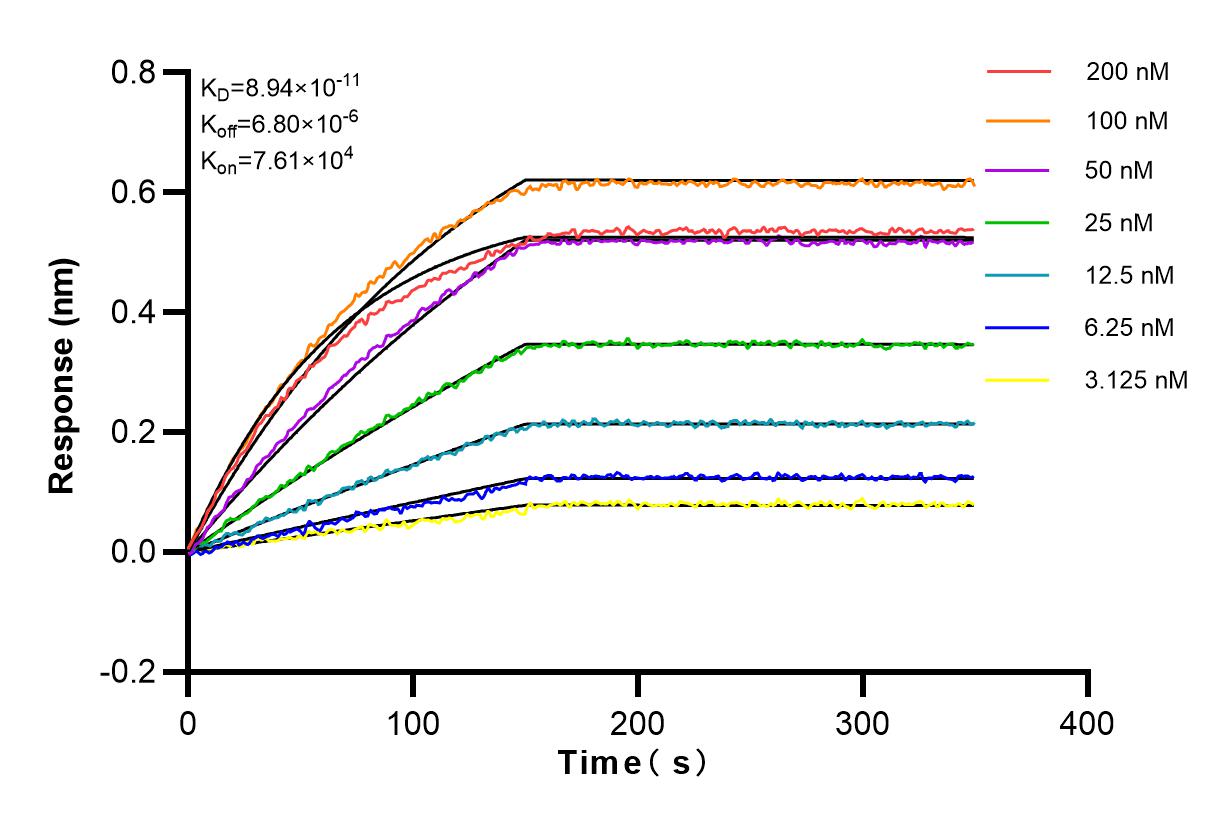 Affinity and Kinetic Characterization of 83224-2-RR