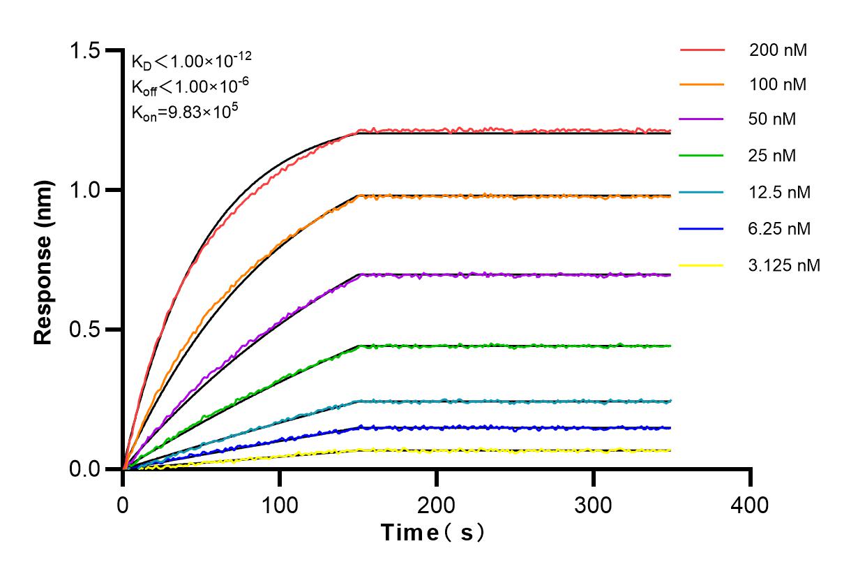 Biolayer interferometry (BLl) kinetic assays of 83227-3-RR against Human TCP11L2 were performed. The affinity constant is below 1 pM.
Affinity and Kinetic Characterization of 83227-3-RR