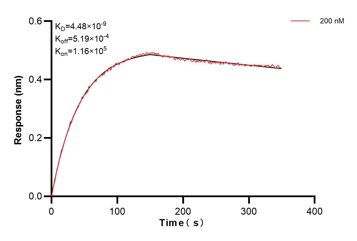 Biolayer interferometry (BLl) kinetic assay of 83234-5-PBS against Human MTNR1A was performed. The affinity constant is 4.48 nM. Affinity and Kinetic Characterization of 83234-5-PBS
