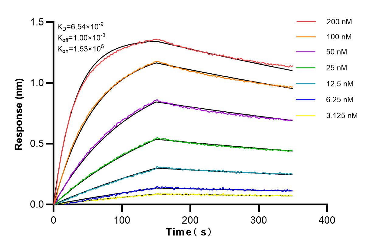 Affinity and Kinetic Characterization of 83238-2-RR