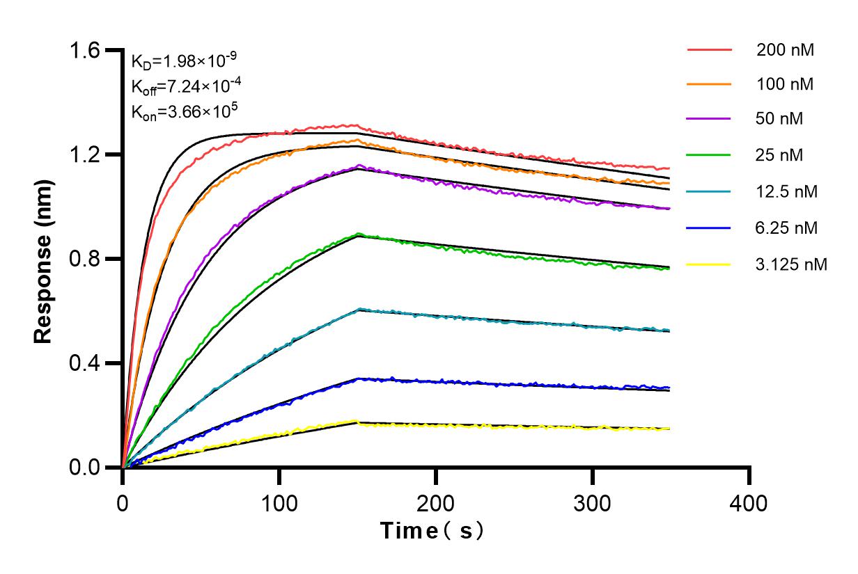 Affinity and Kinetic Characterization of 83238-3-RR
