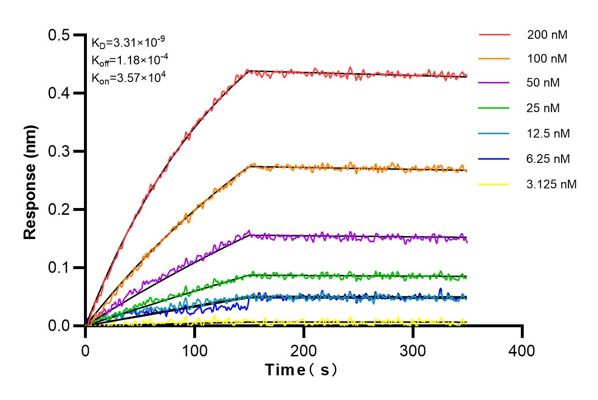 Affinity and Kinetic Characterization of 83248-3-RR