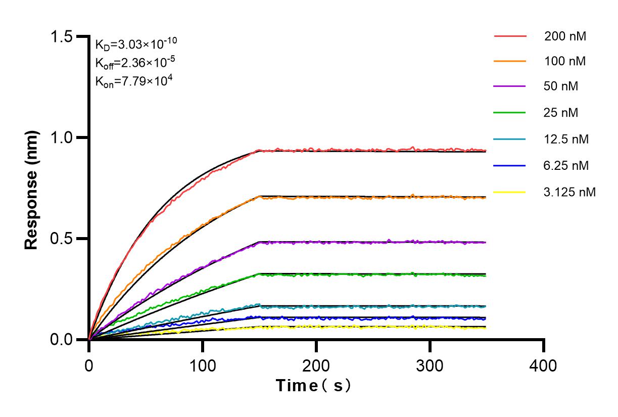 Affinity and Kinetic Characterization of 83254-1-RR