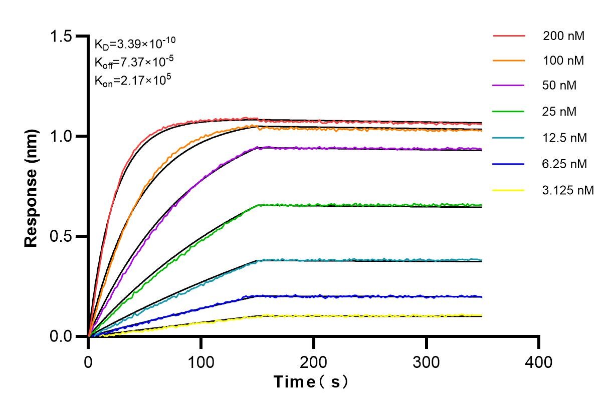 Affinity and Kinetic Characterization of 83258-5-RR