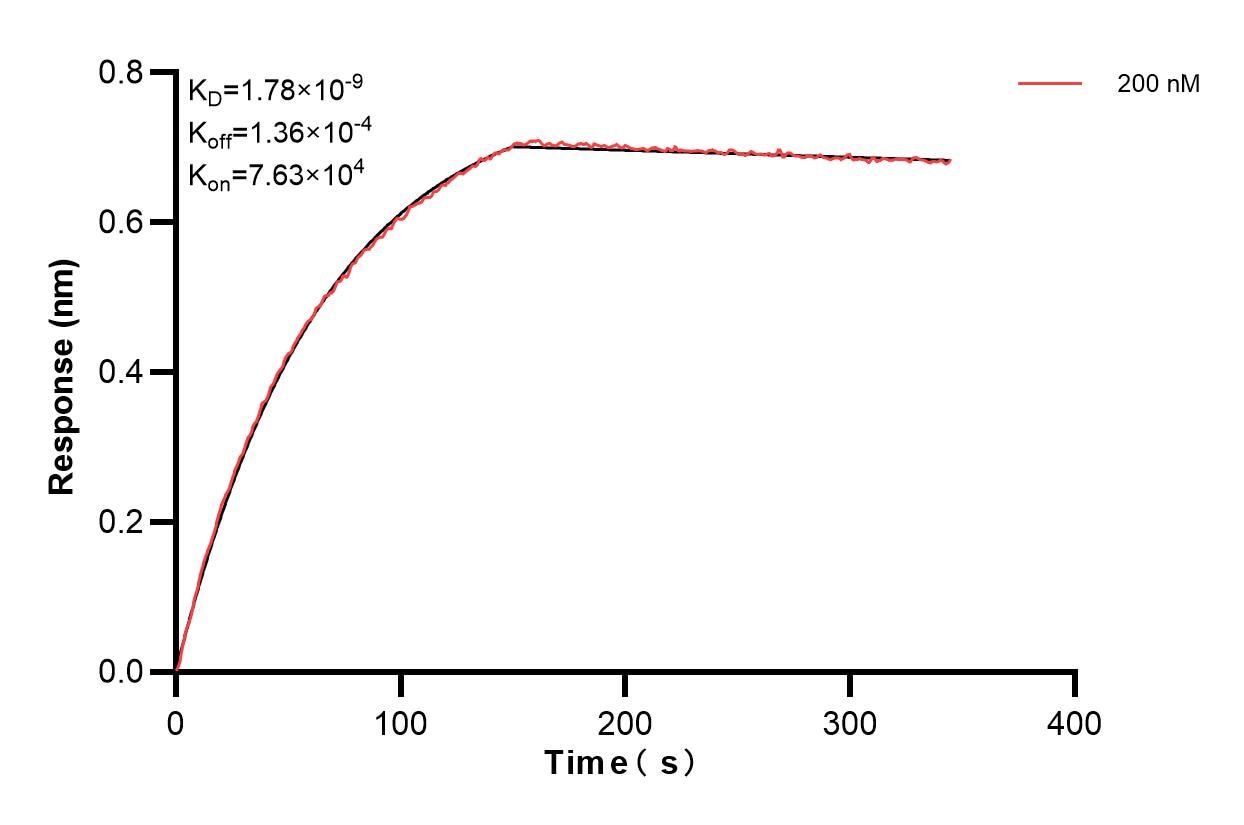 Biolayer interferometry (BLl) kinetic assay of 83268-2-PBS against Human SMOC2 was performed. The affinity constant is 1.78 nM. Affinity and Kinetic Characterization of 83268-2-PBS