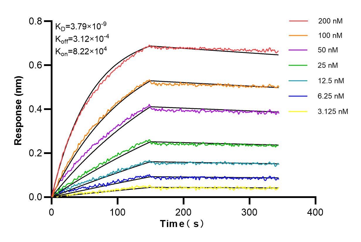 Affinity and Kinetic Characterization of 83281-3-RR