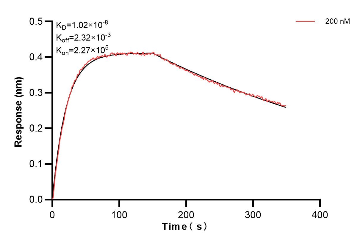 Biolayer interferometry (BLl) kinetic assay of 83291-2-PBS against Mouse HO-1/Hmox1 was performed. The affinity constant is 10.2 nM. Affinity and Kinetic Characterization of 83291-2-PBS