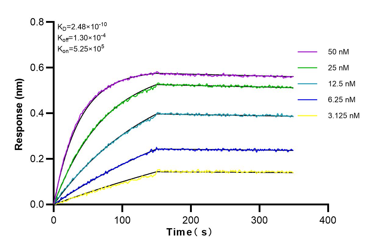 Affinity and Kinetic Characterization of 83297-5-RR