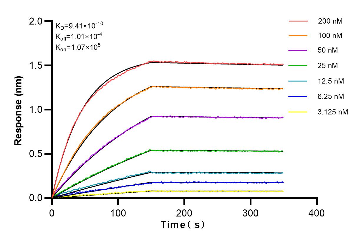 Affinity and Kinetic Characterization of 83316-2-RR