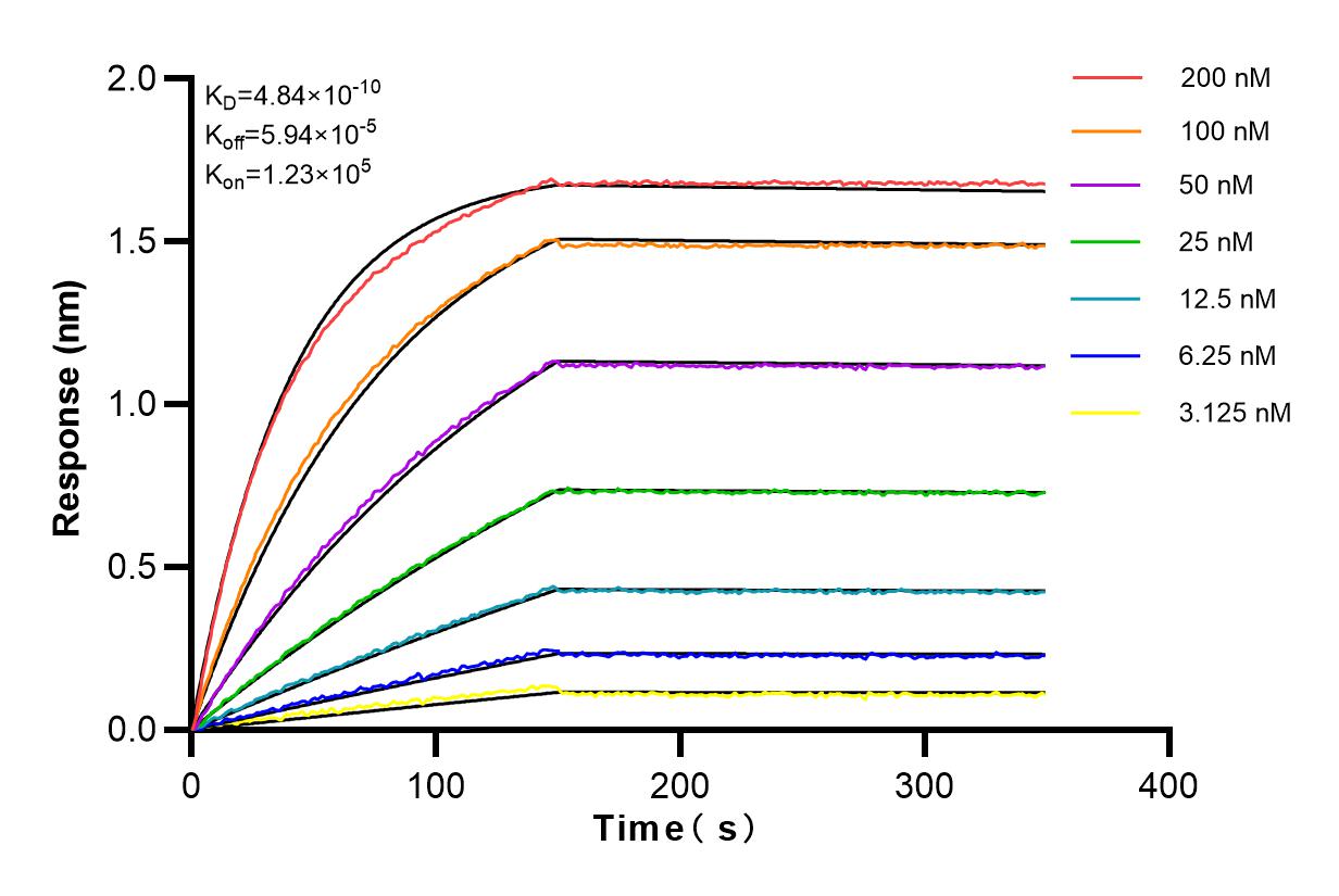 Affinity and Kinetic Characterization of 83319-1-RR