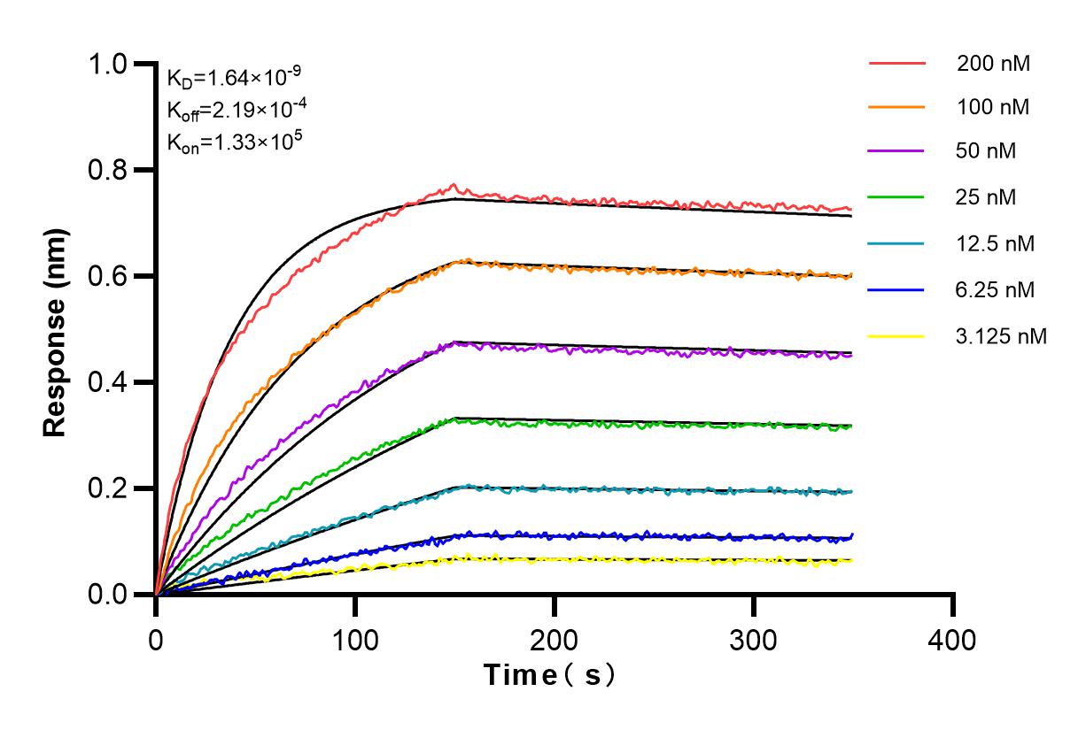 Affinity and Kinetic Characterization of 83323-6-RR