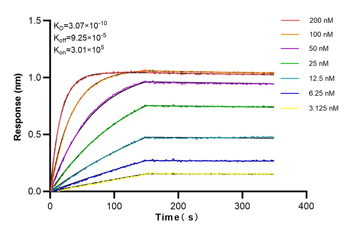 Affinity and Kinetic Characterization of 83326-1-RR