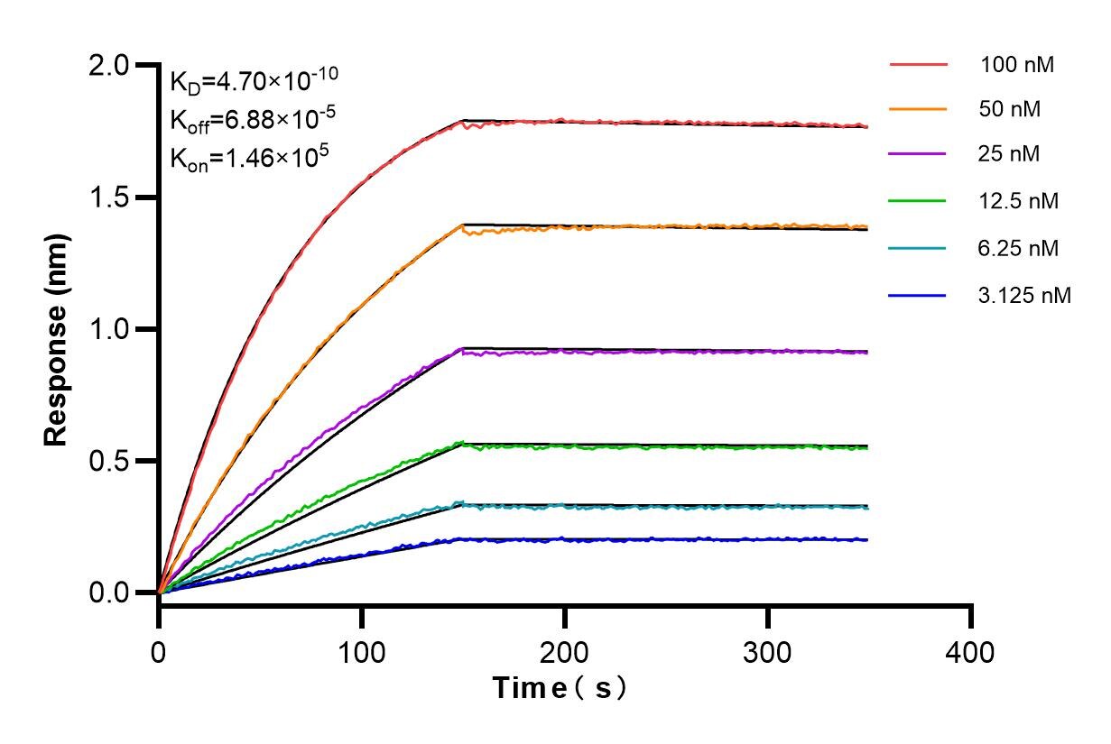 Affinity and Kinetic Characterization of 83327-1-RR