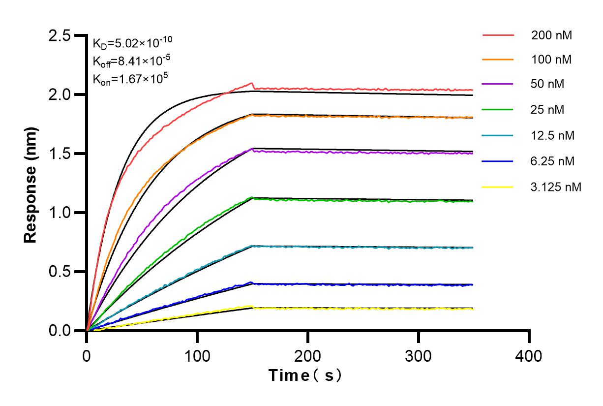 Affinity and Kinetic Characterization of 83342-1-RR