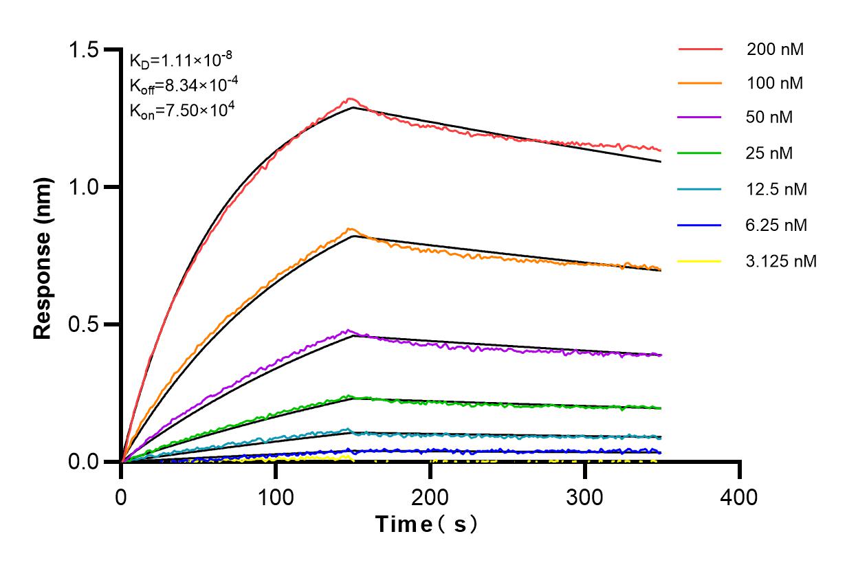 Affinity and Kinetic Characterization of 83354-3-RR