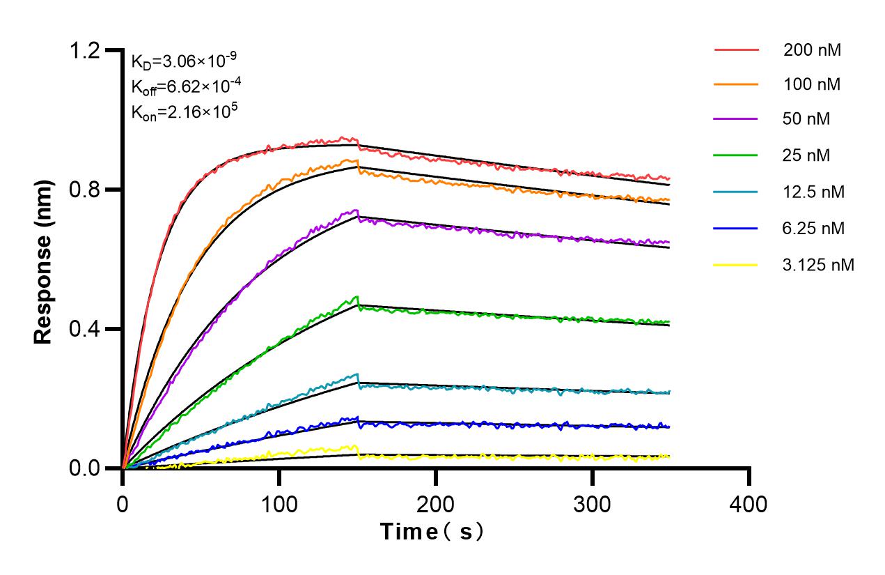 Affinity and Kinetic Characterization of 83364-4-RR