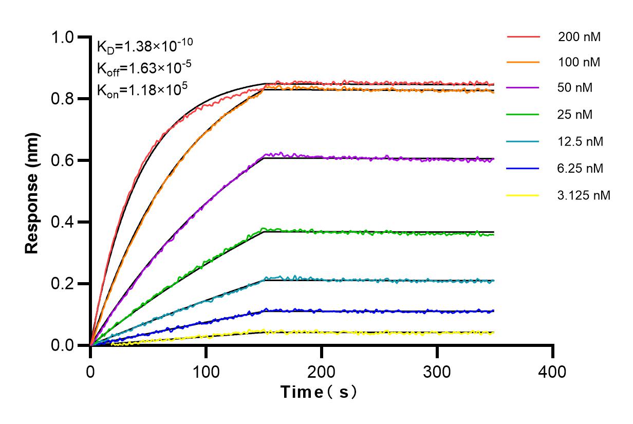 Affinity and Kinetic Characterization of 83368-1-RR Affinity and Kinetic Characterization of 83368-1-RR