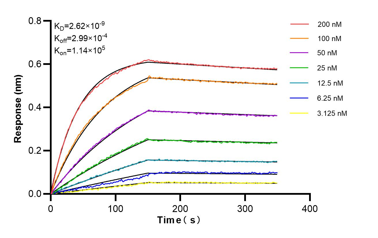 Biolayer interferometry (BLl) kinetic assays of 83370-4-PBS against Rat MCP-1/CCL2 were performed. The affinity constant is 2.62 nM. Affinity of 83370-4-PBS