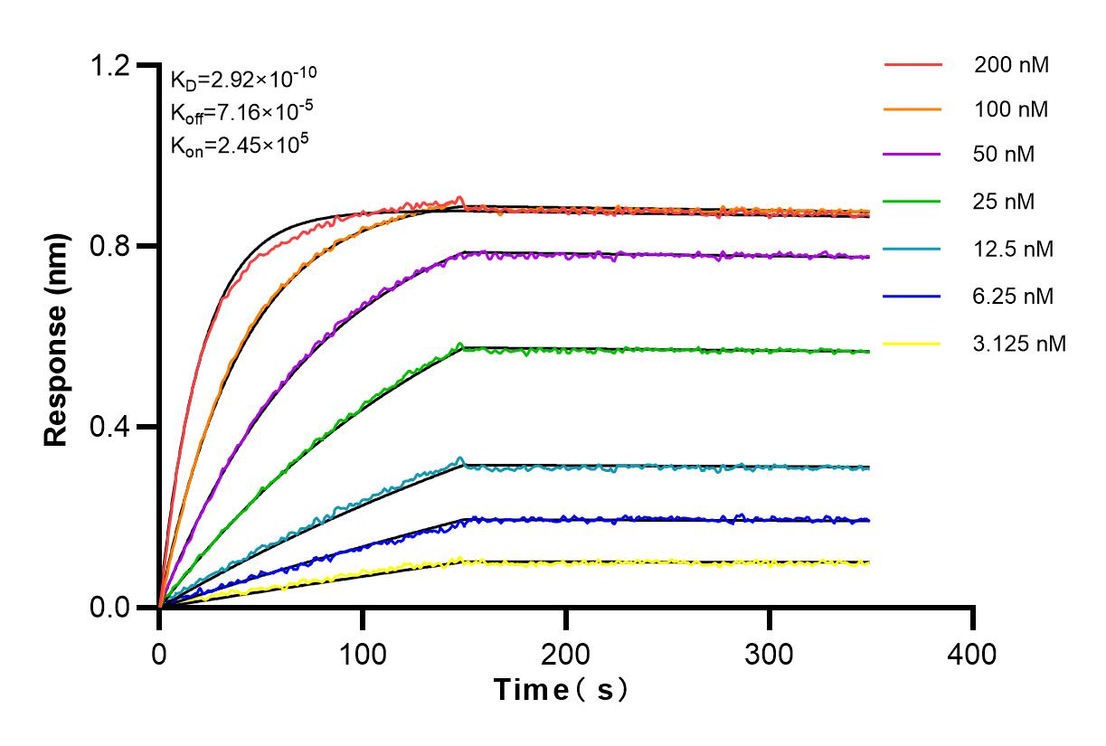 Affinity and Kinetic Characterization of 83375-2-RR