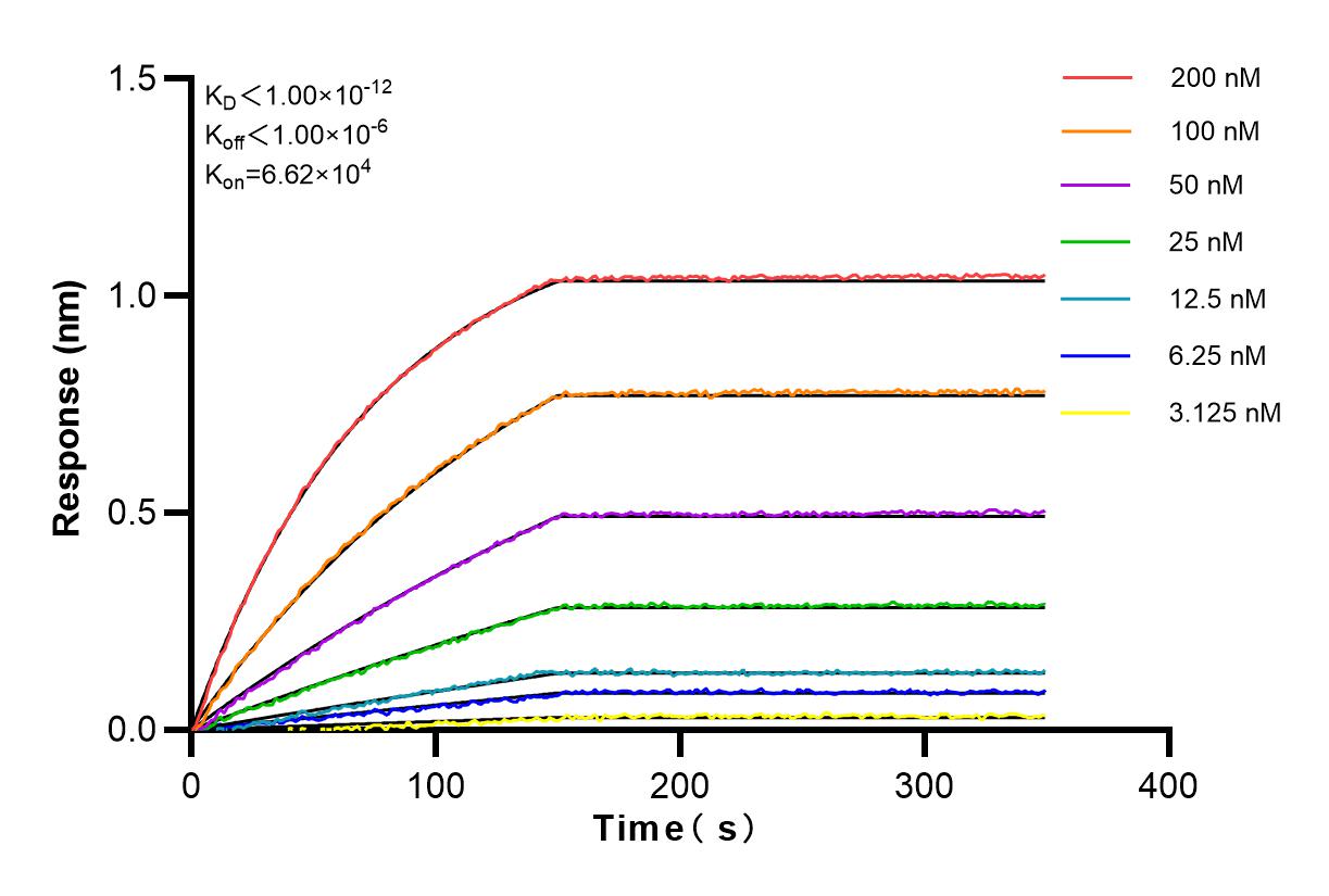 Affinity and Kinetic Characterization of 83386-5-RR
