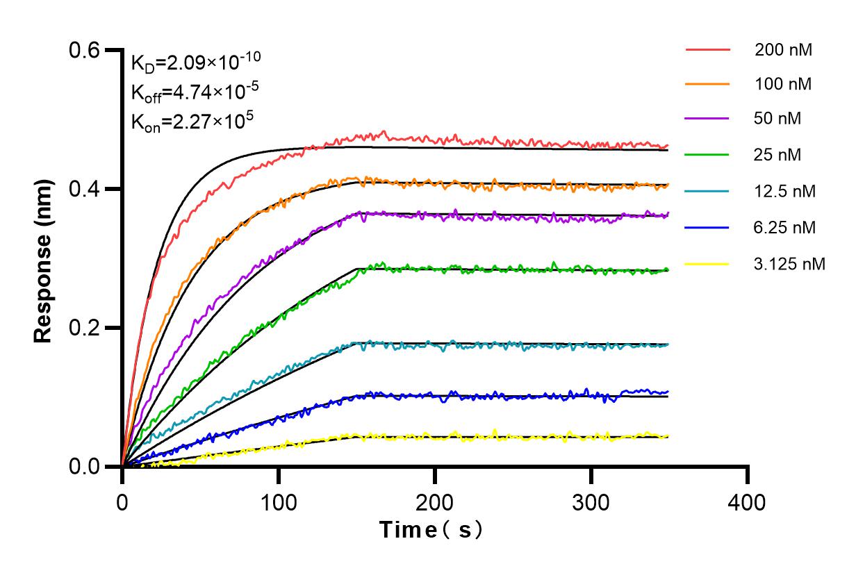 Affinity and Kinetic Characterization of 83415-3-RR