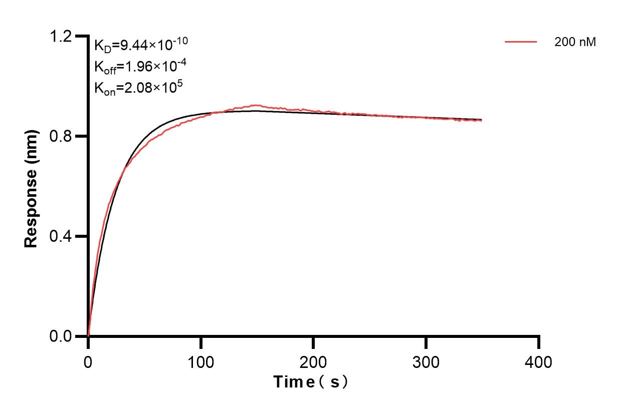 Biolayer interferometry (BLl) kinetic assay of 83416-1-PBS against Human CD141/Thrombomodulin was performed. The affinity constant is 0.944 nM. Affinity of 83416-1-PBS