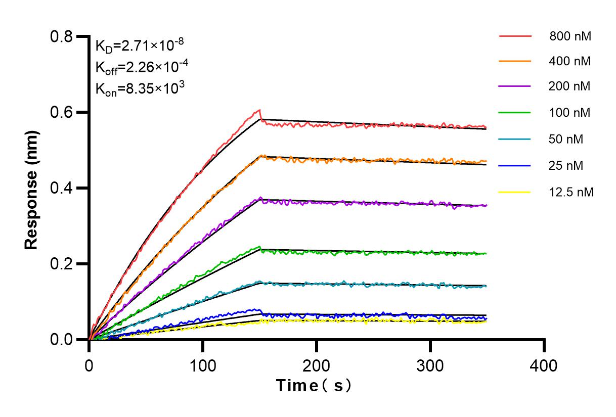 Affinity and Kinetic Characterization of 83427-1-RR