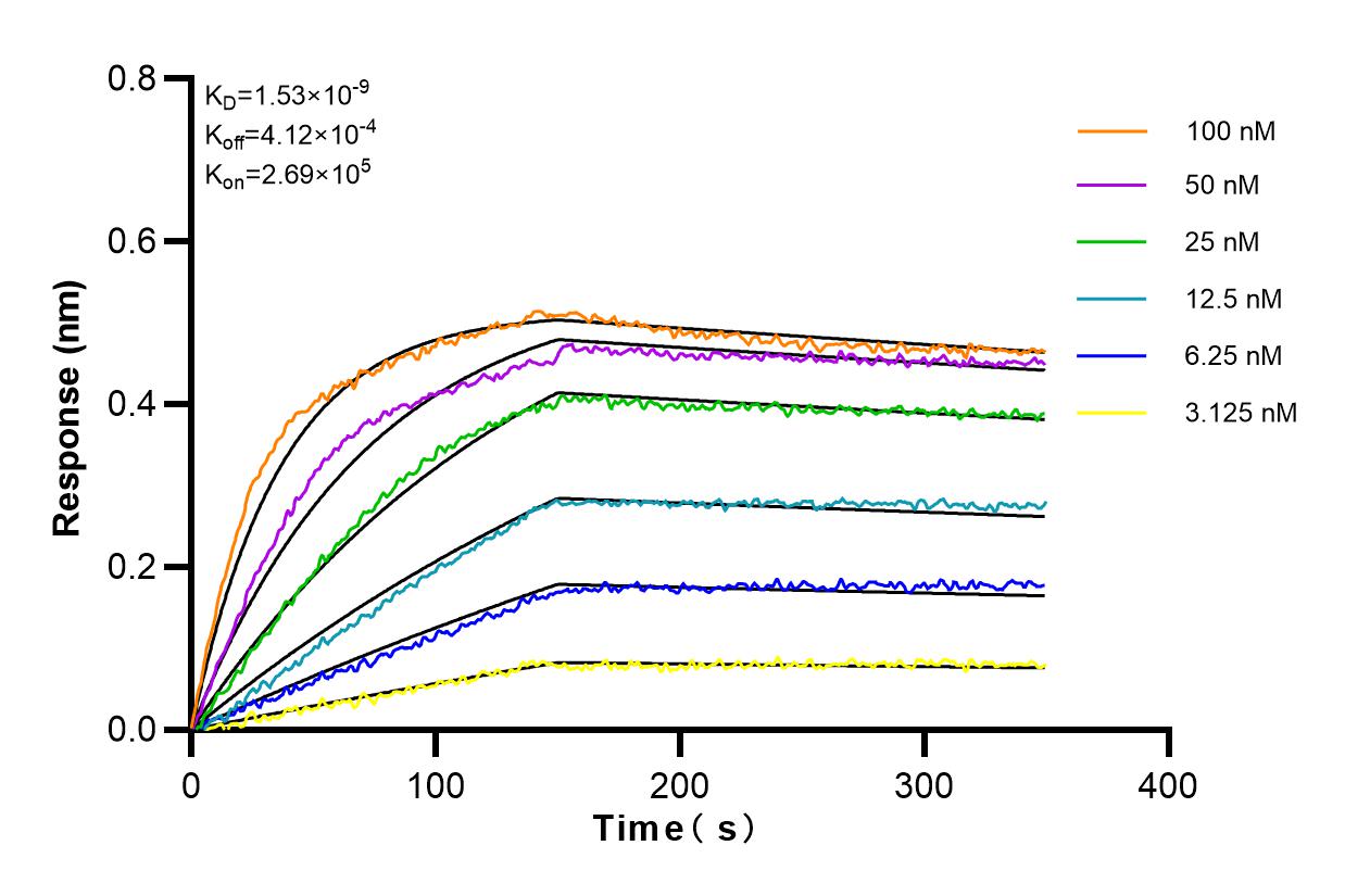 Affinity and Kinetic Characterization of 83431-1-RR