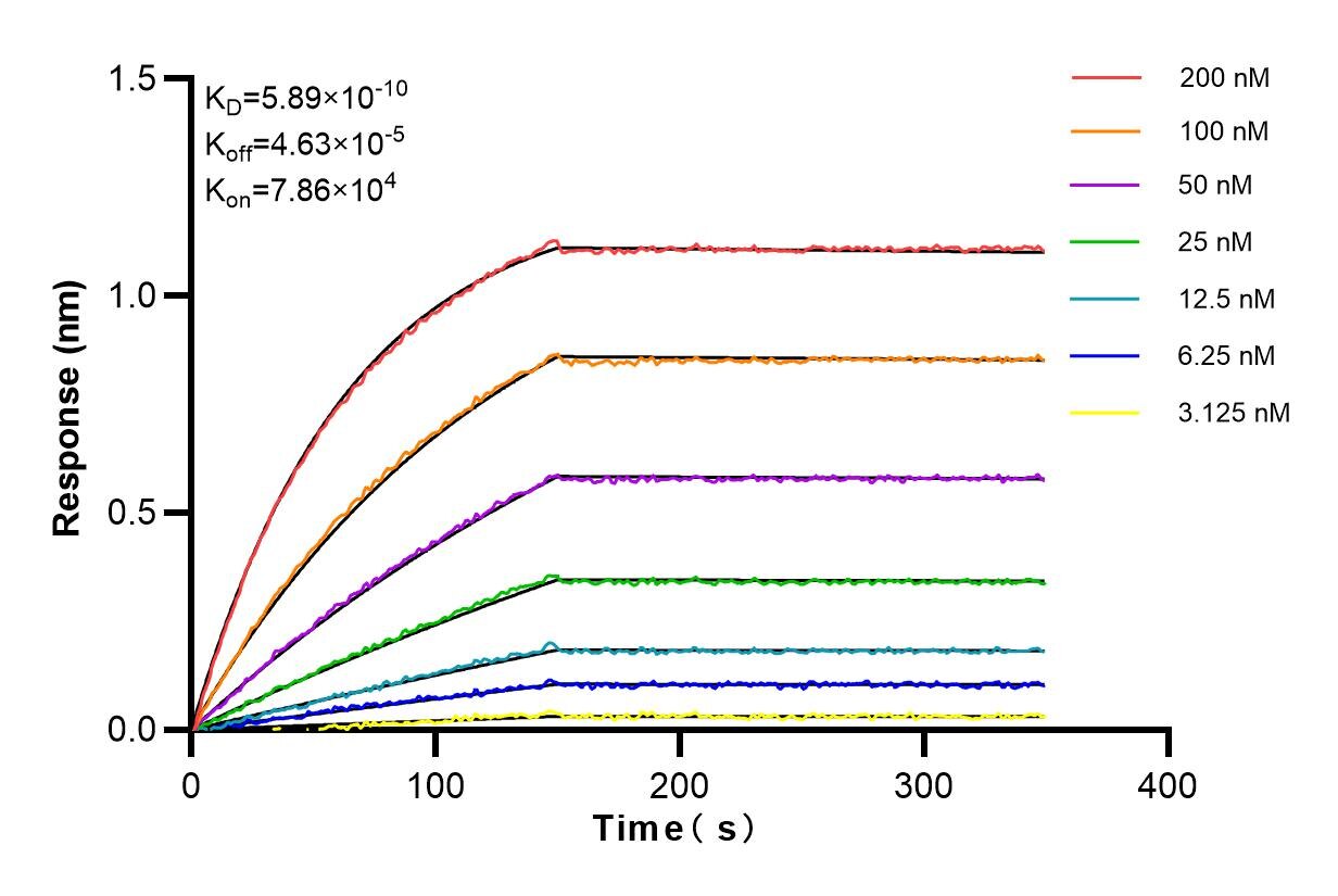 Affinity and Kinetic Characterization of 83440-2-RR