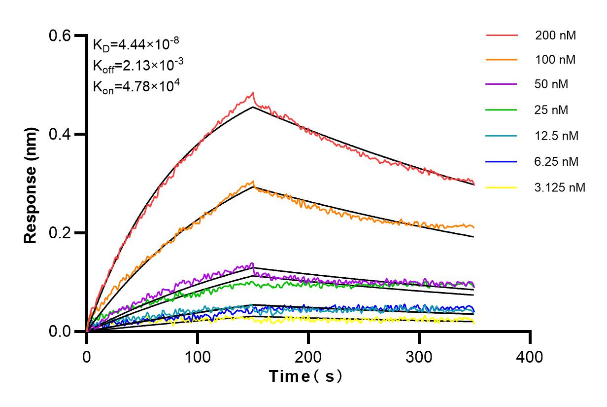 Affinity and Kinetic Characterization of 83482-5-RR