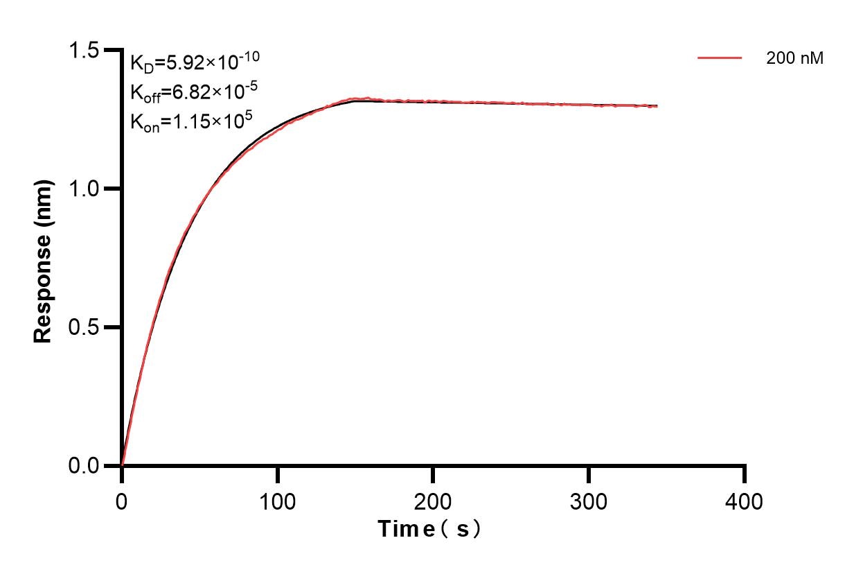 Biolayer interferometry (BLl) kinetic assay of 83494-5-PBS against Human NCAM2 were performed. The affinity constant is 0.592 nM. Affinity of 83494-5-PBS
