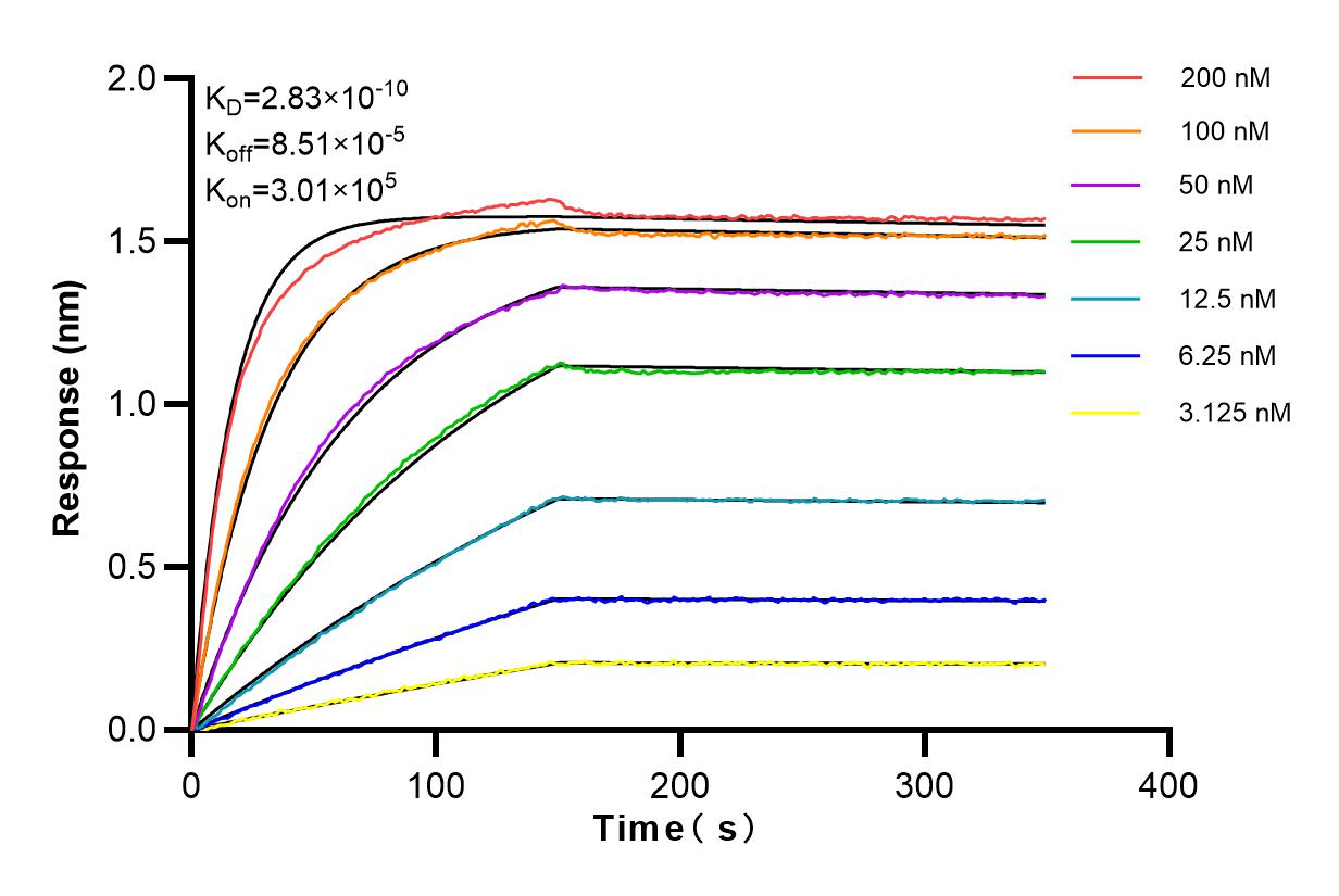 Affinity and Kinetic Characterization of 83497-3-RR